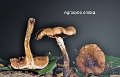 Cyclocybe erebia-amf184